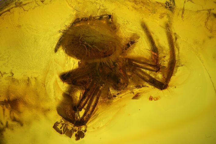 Detailed Fossil Spider (Araneae) in Baltic Amber #183556